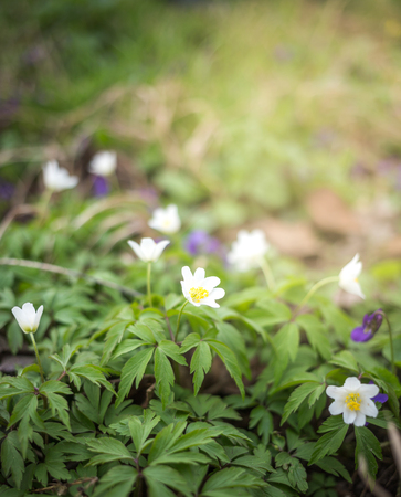 Spring Scene - Wood Anemone Forest Bed. Anemone nemorosaの写真素材