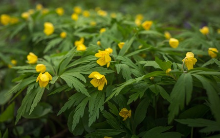 anemone ranunculoides in the springの写真素材