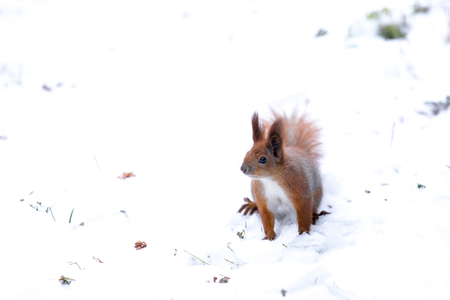Red squirrel sitting in the snow. Urban animalsの写真素材