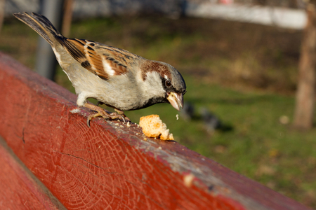 House sparrow sitting outside. Urban birds. Tree sparrowの写真素材