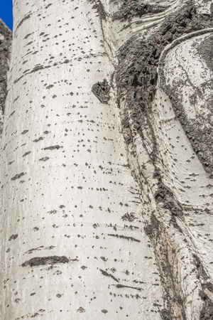 Populus tremula commonly called aspen tree, European aspen or quaking aspen treeの写真素材
