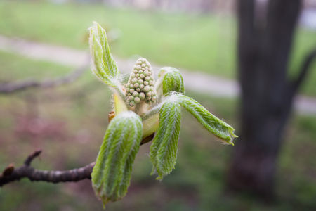 Symbol of Kiev horse chestnut branchの写真素材