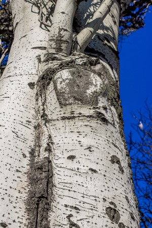 Populus tremula commonly called aspen tree, European aspen or quaking aspen treeの写真素材
