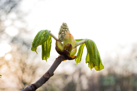 Symbol of Kiev horse chestnut branchの写真素材