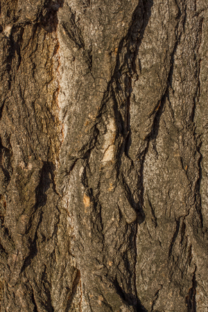 photo of the forest tree bark, textureの写真素材