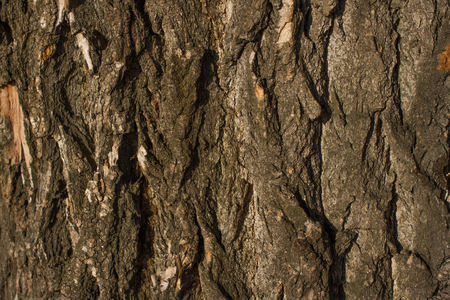 photo of the forest tree bark, textureの写真素材