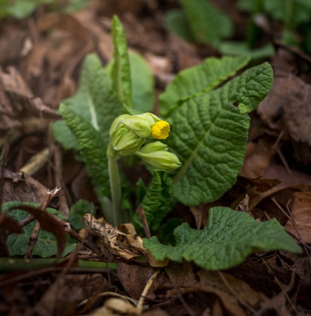 Primula veris at the garden. Springtime blosoomingの写真素材