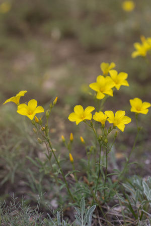 beautiful wild yellow flower called linum flavum also called as Dwarf Golden Flaxの写真素材