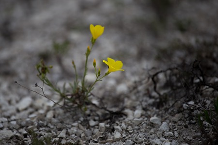 beautiful wild yellow flower called linum flavum also called as Dwarf Golden Flaxの写真素材