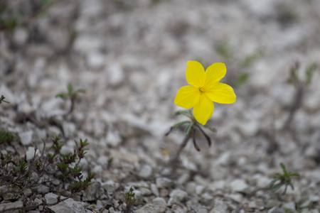 beautiful wild yellow flower called linum flavum also called as Dwarf Golden Flaxの写真素材