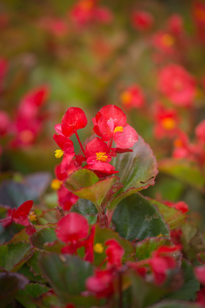 Red flowers background with red shimmery wax begonia semperflorens cultorumの写真素材
