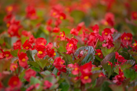 Red flowers background with red shimmery wax begonia semperflorens cultorumの写真素材