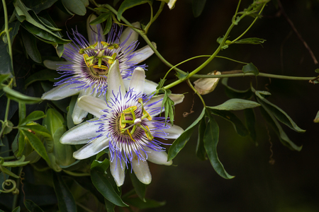 Macro photo of alient exotic flower Passiflora incarnata in botanical gardenの写真素材