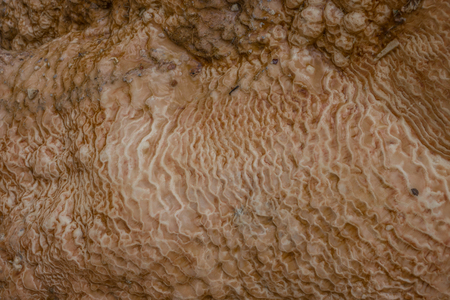 Travertine texture of abstract formation of mineral stone, traverten, Georgiaの写真素材