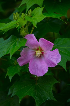 This beautiful flower called as Hibiscus moscheutos, rose mallow or swamp rose-mallowの写真素材