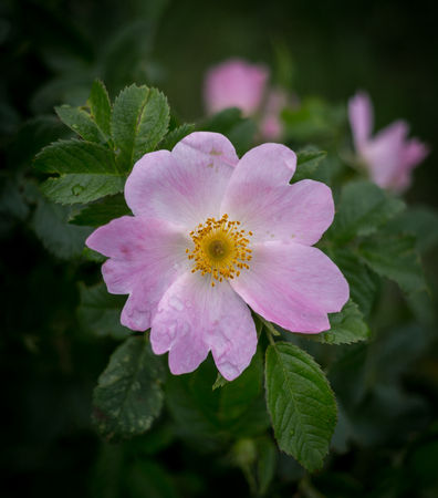 Rosa canina with also known as dog rose has large pink or five petalled flowers.の写真素材