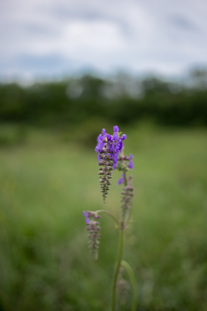 Chamaenerion angustifolium flower also known as fireweed , rosebay willowherb and great willowherbの写真素材