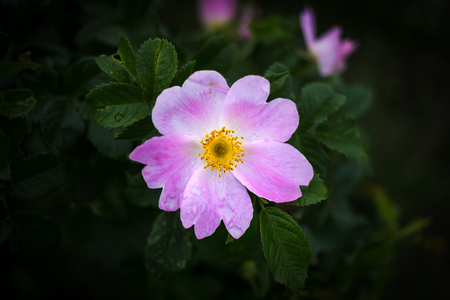 Rosa canina with also known as dog rose has large pink or five petalled flowers.の写真素材