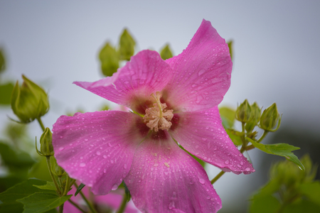This beautiful flower called as Hibiscus moscheutos, rose mallow or swamp rose-mallowの写真素材