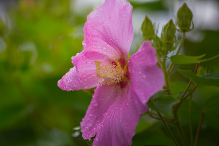 This beautiful flower called as Hibiscus moscheutos, rose mallow or swamp rose-mallowの写真素材