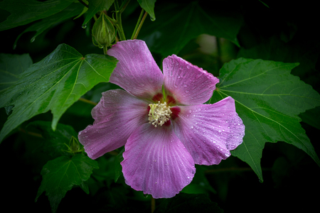 This beautiful flower called as Hibiscus moscheutos, rose mallow or swamp rose-mallowの写真素材
