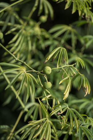 The tree cassava used a source of rubber also known as Manihot glaziovii.の写真素材
