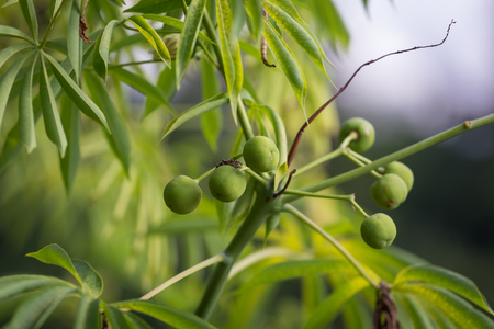 The tree cassava used a source of rubber also known as Manihot glaziovii.の写真素材