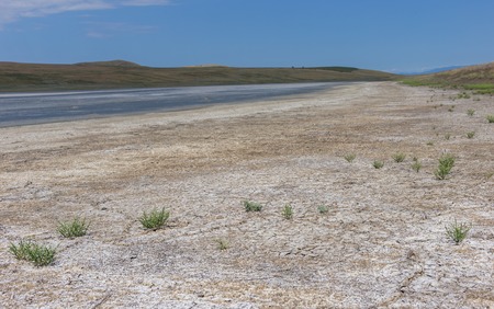 Salicornia perennans plant that grows in salt marshes on beaches is tasty and healthy foodの写真素材