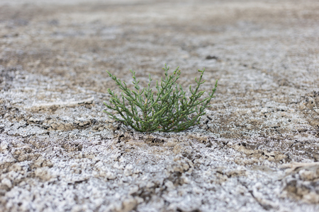 Salicornia plant that grows in salt marshes on beaches is tasty and healthy food.の写真素材