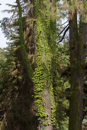 Evergreen plant Hedera canariensis known as Canarian ivy climbing up the treeの写真素材