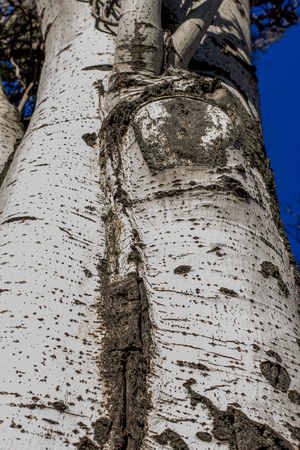 Populus tremula commonly called aspen tree, European aspen or quaking aspen treeの写真素材