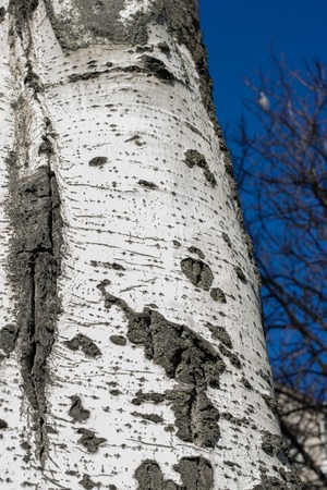 Populus tremula commonly called aspen tree, European aspen or quaking aspen treeの写真素材