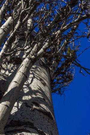Populus tremula commonly called aspen tree, European aspen or quaking aspen treeの写真素材