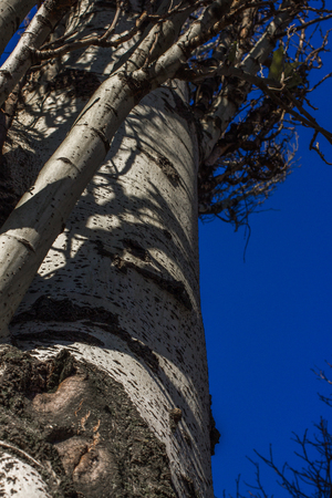 Populus tremula commonly called aspen tree, European aspen or quaking aspen treeの写真素材