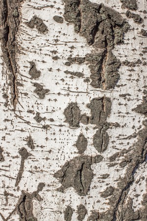 Populus tremula commonly called aspen tree, European aspen or quaking aspen treeの写真素材