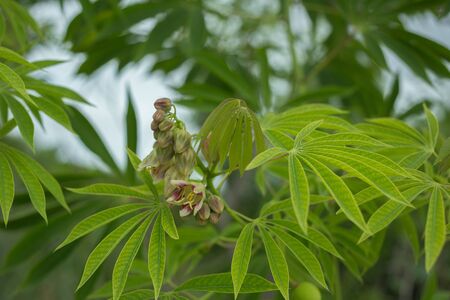 The tree cassava used a source of rubber also known as Manihot glaziovii. Flowers casavaの写真素材
