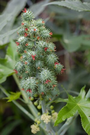 Ricinus communis, commonly known as castor oil plant. Medical seeds. Green plantの写真素材