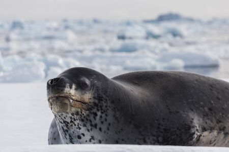 Natural predators of Antarctica region is leopard seal. Relax animal lying on the ice.の写真素材