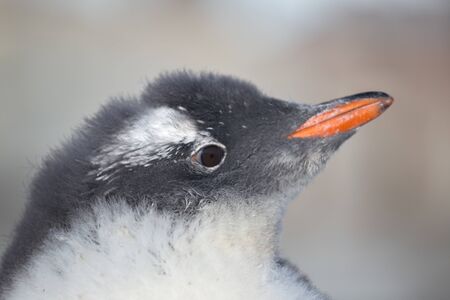 Chicks penguin Gentoo. Baby penguin portrait in Antarctic region, Argentine islands.の写真素材