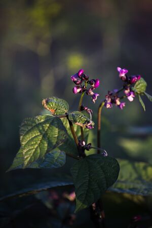 Violet beans flowering in the garden. French beans, string beans with flowers.の写真素材