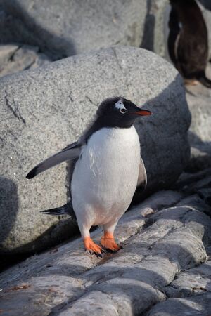 Gentoo penguin single. Gentoo portrait in Antarctica on blur background, Argentine islands.の写真素材