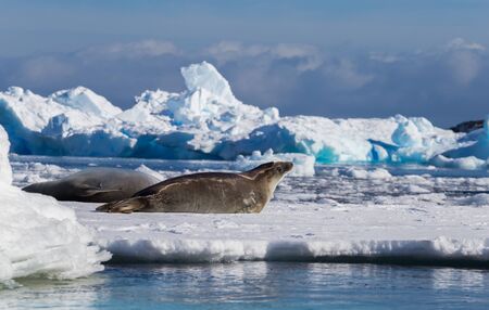 The crabeater seal Lobodon carcinophaga , also known as the krill-eater seal, is a true seal lying on the iceberg in Antarctic peninsula.の写真素材