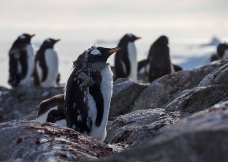 Gentoo penguin single. Gentoo portrait in Antarctica on blur background, Argentine islands.の写真素材