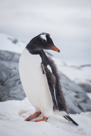 Gentoo penguin portrait on the snow. Antarctic summer, Peninsulaの写真素材