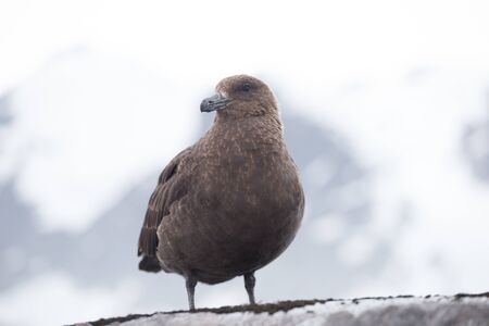 Portrait of brown skua, Stercorarius antarcticus , also known as the Antarctic skua in Petermann Island of the northwest coast of Kiev Peninsula in Graham Land, Argentine islands, Antarctica.の写真素材