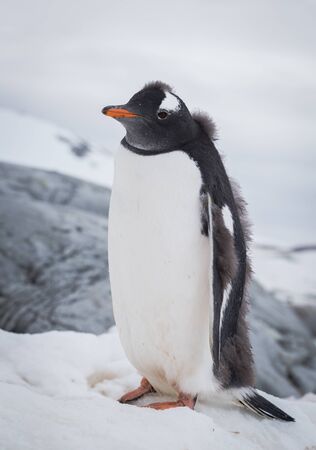 Gentoo penguin portrait on the snow. Antarctic summer, Peninsulaの写真素材