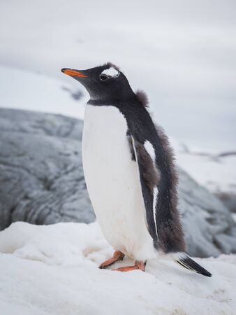 Gentoo penguin portrait on the snow. Antarctic summer, Peninsulaの写真素材