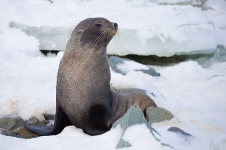The Antarctic fur seal with opening mouth sitting on the snow, Argentine islands region, Galindez island, Antarctic.の写真素材
