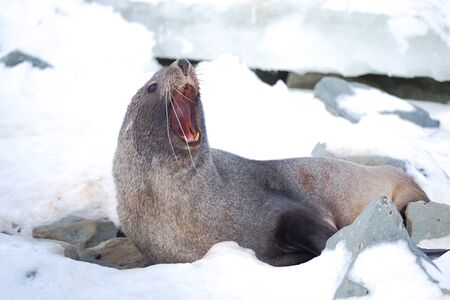 The Antarctic fur seal with opening mouth sitting on the snow, Argentine islands region, Galindez island, Antarctic.の写真素材