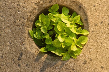 Weed growing in pavement in round hole. Victory wild plants. Motivation concept. Asphalt surface texture.の写真素材